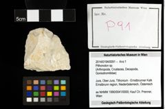 Foto (Objekt + Etiketten) von Pithonoton sp. 